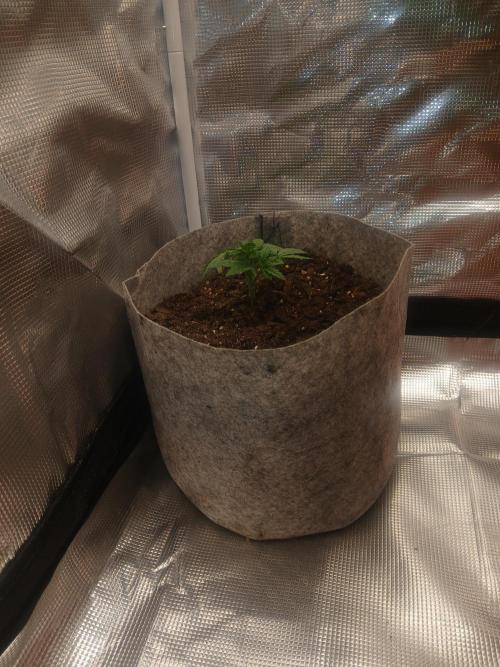 Gorilla Glue found in a bag. Week 4