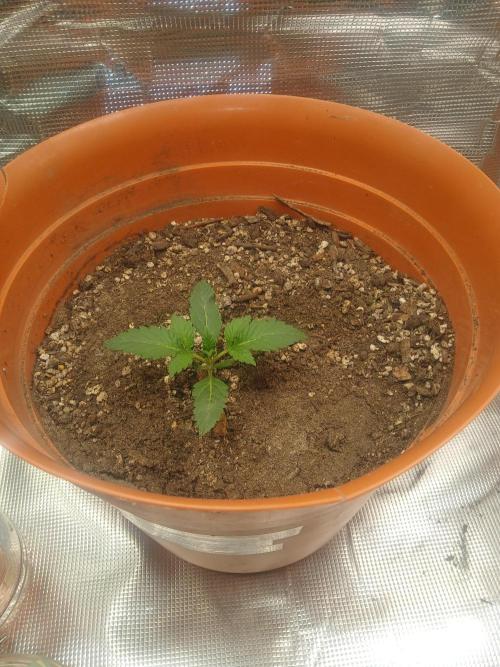 Cannabiz Gorilla glue auto - Pot 2. Week 2