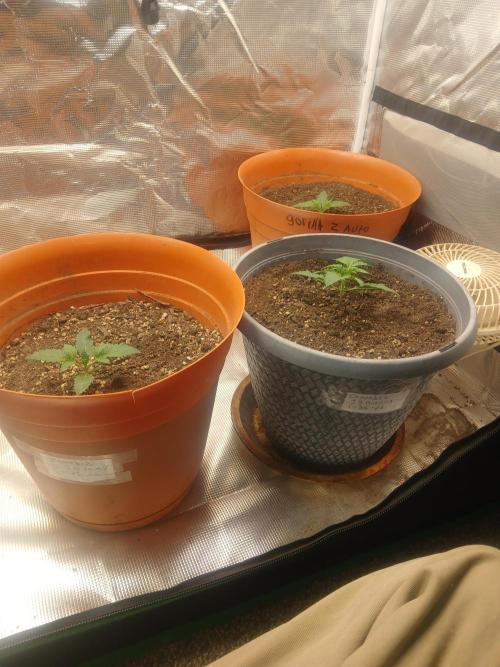 Cannabiz Gorilla glue auto - Pot 2. Week 2