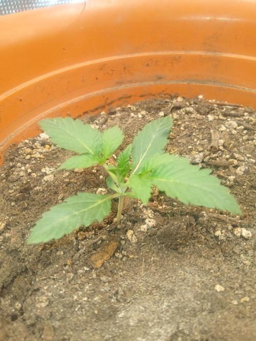 Cannabiz Gorilla glue auto - Pot 2. Week 2