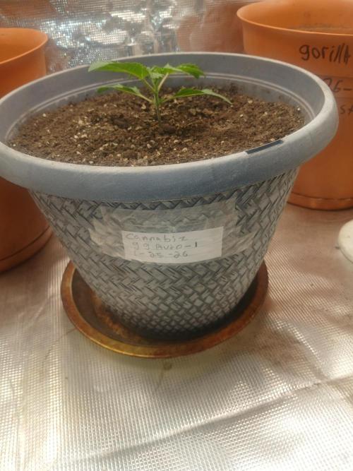 Cannabiz Gorilla glue auto-Pot #1. Week 2