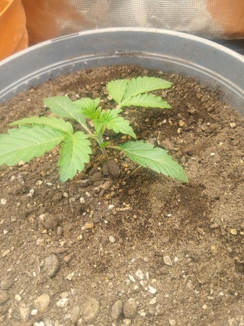 Cannabiz Gorilla glue auto-Pot #1. Week 2