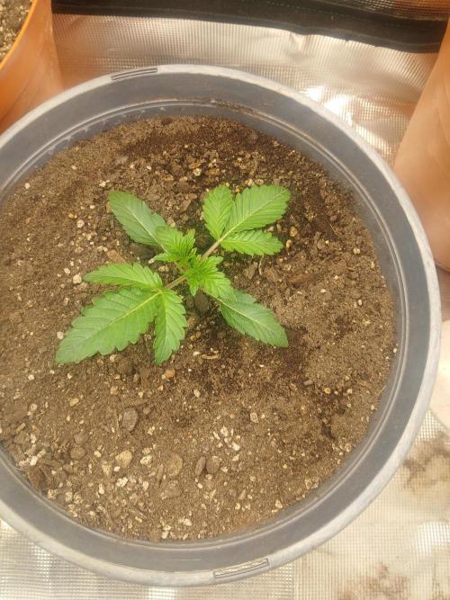 Cannabiz Gorilla glue auto-Pot #1. Week 2