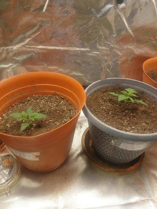 Cannabiz Gorilla glue auto-Pot #1. Week 2