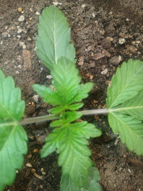 Cannabiz Gorilla glue auto-Pot #1. Week 2