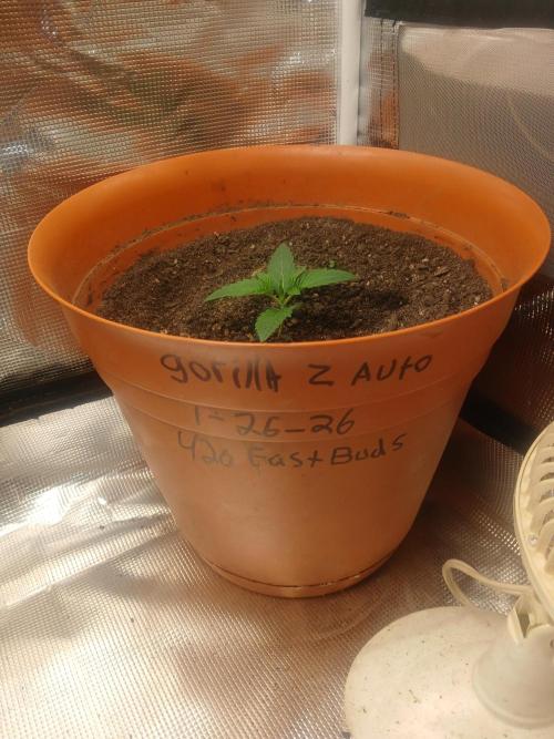 Gorilla z autos. Week 1