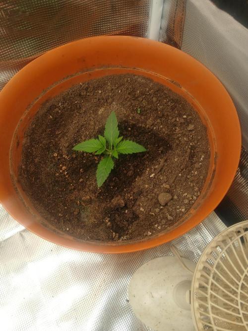 Gorilla z autos. Week 1