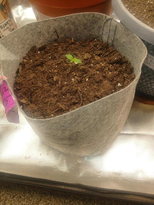 Cannabiz GG auto net pot. Week 1