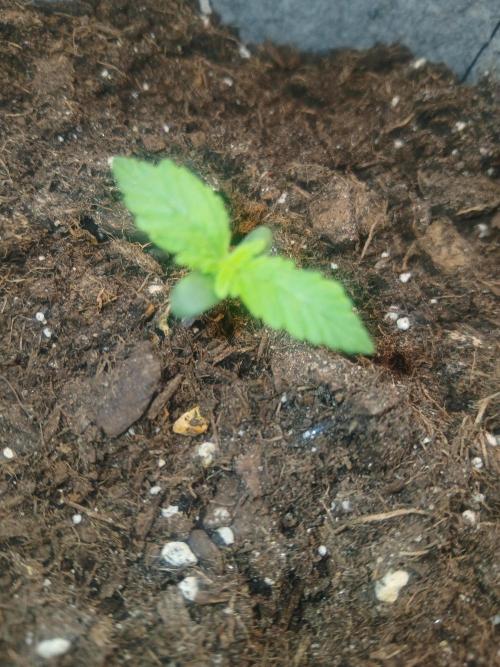 Cannabiz GG auto net pot. Week 1