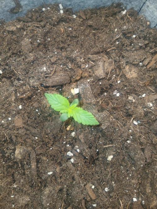 Cannabiz GG auto net pot. Week 1