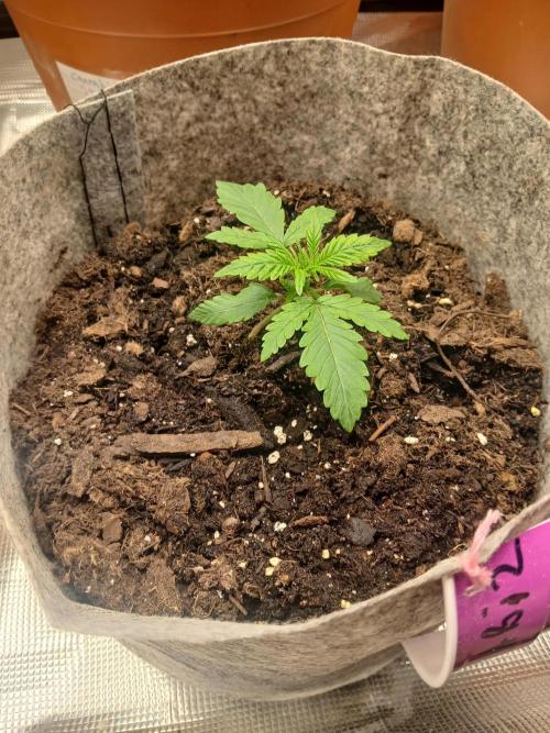 Cannabiz GG auto net pot. Week 2
