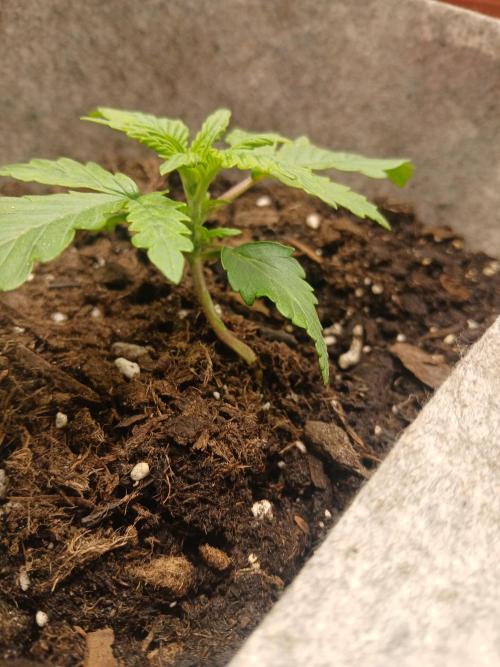 Cannabiz GG auto net pot. Week 2