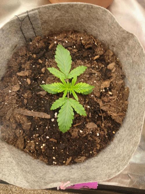 Cannabiz GG auto net pot. Week 2