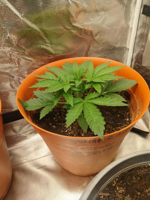 Gorilla z autos. Week 2