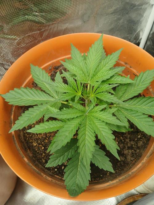 Gorilla z autos. Week 2