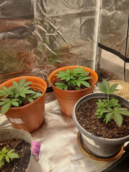 Gorilla z autos. Week 2