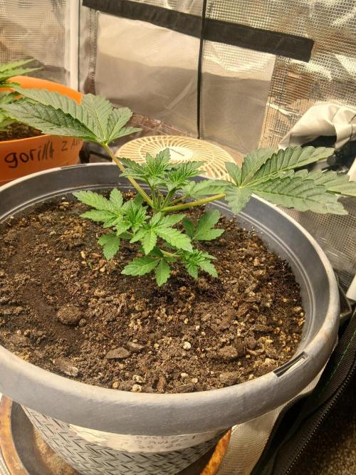 Cannabiz Gorilla glue auto-Pot #1. Week 3