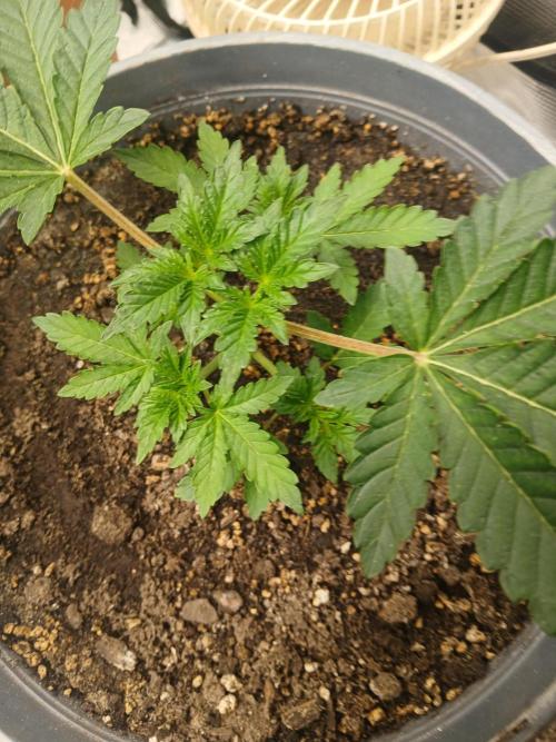 Cannabiz Gorilla glue auto-Pot #1. Week 3