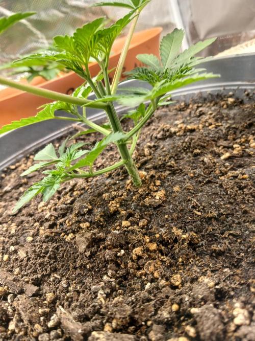 Cannabiz Gorilla glue auto-Pot #1. Week 3