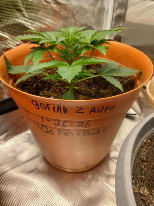 Gorilla z autos. Week 3