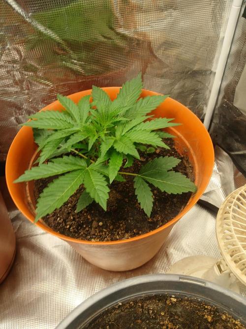 Gorilla z autos. Week 3