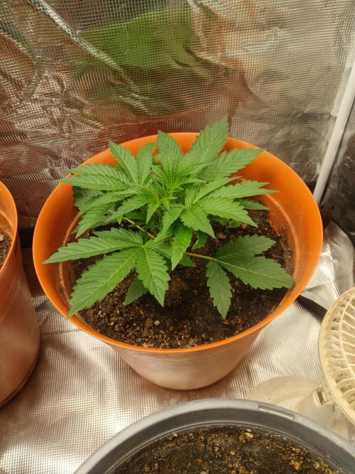 Gorilla z autos. Week 3