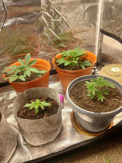 Gorilla z autos. Week 3