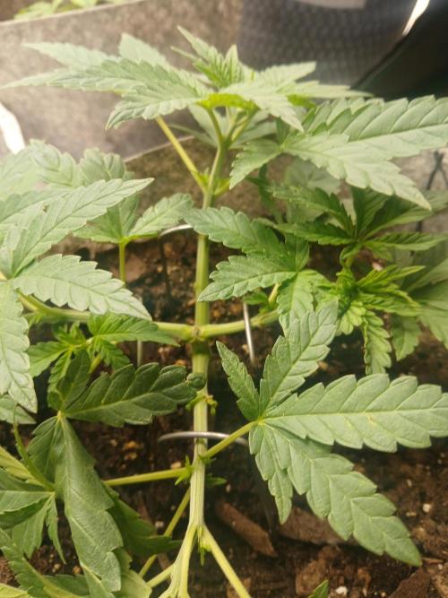 Gorilla Glue found in a bag. Week 5