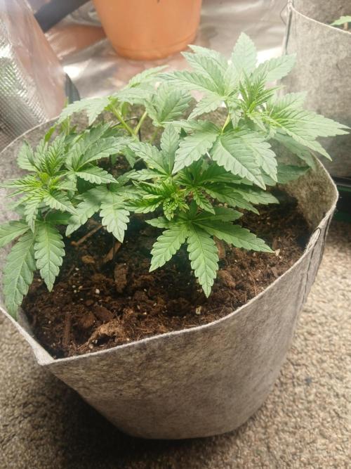 Gorilla Glue found in a bag. Week 5