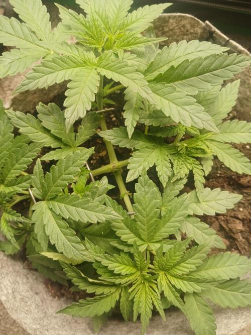 Gorilla Glue found in a bag. Week 5