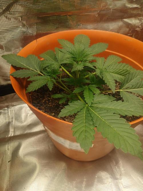 Cannabiz Gorilla glue auto - Pot 2. Week 4