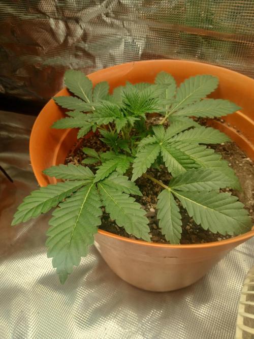 Cannabiz Gorilla glue auto - Pot 2. Week 4