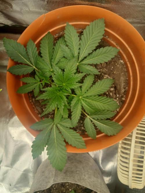 Cannabiz Gorilla glue auto - Pot 2. Week 4