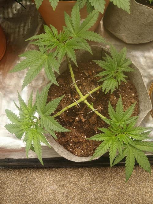 Gorilla Glue found in a bag. Week 6