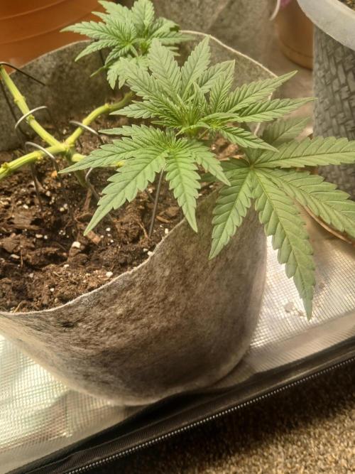 Gorilla Glue found in a bag. Week 6