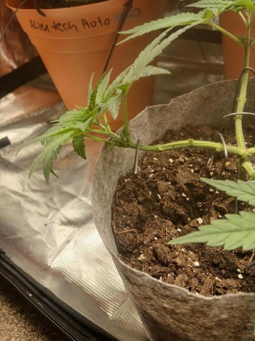 Gorilla Glue found in a bag. Week 6
