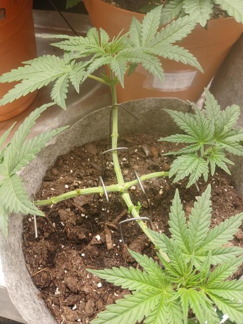 Gorilla Glue found in a bag. Week 6