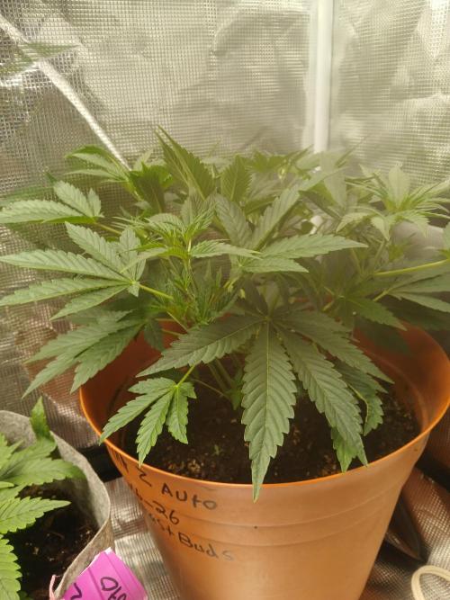 Gorilla z autos. Week 4
