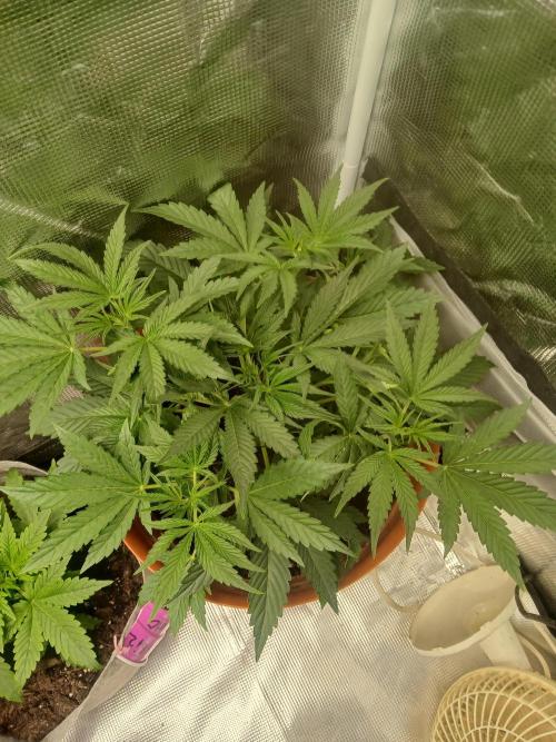 Gorilla z autos. Week 4