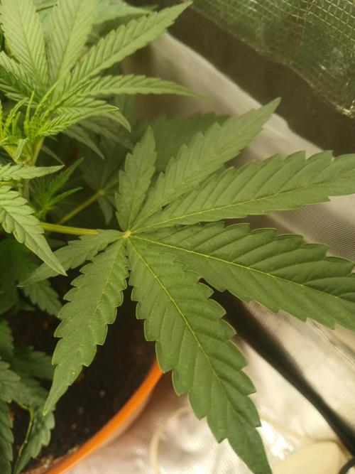 Gorilla z autos. Week 4