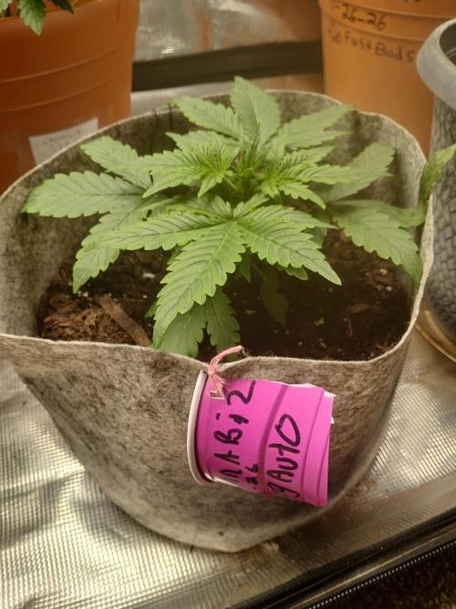Cannabiz GG auto net pot. Week 3