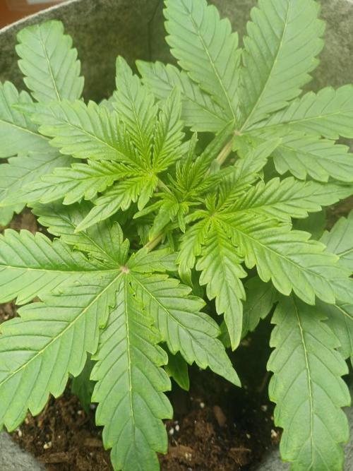 Cannabiz GG auto net pot. Week 3