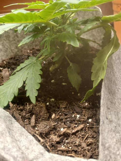 Cannabiz GG auto net pot. Week 3