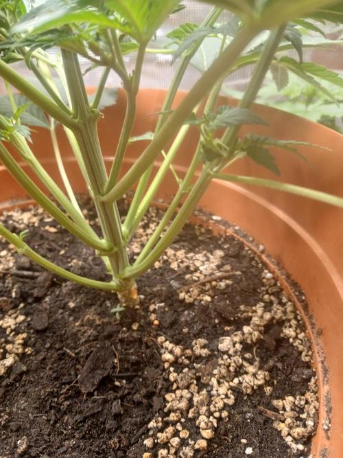 Cannabiz Gorilla glue auto - Pot 2. Week 5