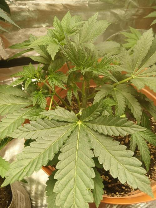 Cannabiz Gorilla glue auto - Pot 2. Week 5