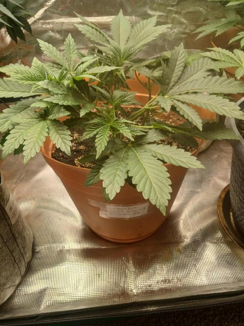 Cannabiz Gorilla glue auto - Pot 2. Week 5