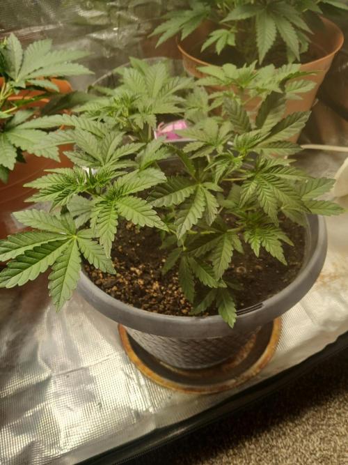 Cannabiz Gorilla glue auto-Pot #1. Week 4
