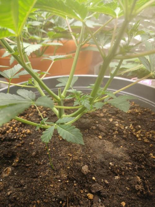 Cannabiz Gorilla glue auto-Pot #1. Week 4