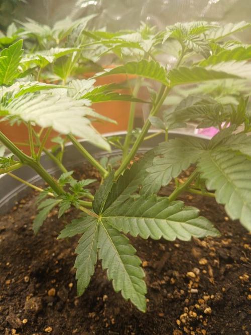 Cannabiz Gorilla glue auto-Pot #1. Week 4