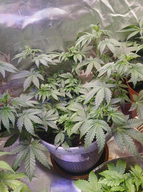 Cannabiz Gorilla glue auto-Pot #1. Week 5